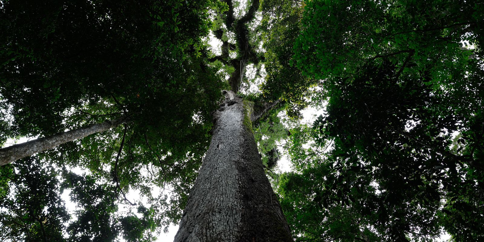 com-63-vetos,-presidente-lula-sanciona-o-pl-do-licenciamento-ambiental