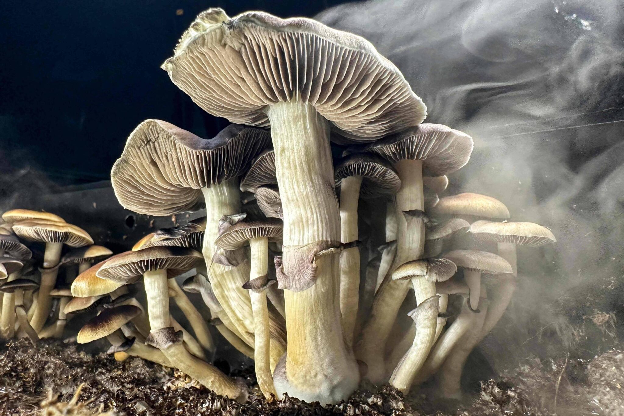 alem-do-cerebro:-como-os-psicodelicos-estao-redefinindo-a-neurociencia