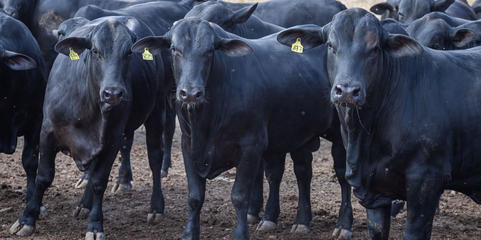 emissao-de-metano-no-brasil-subiu-6%-em-tres-anos