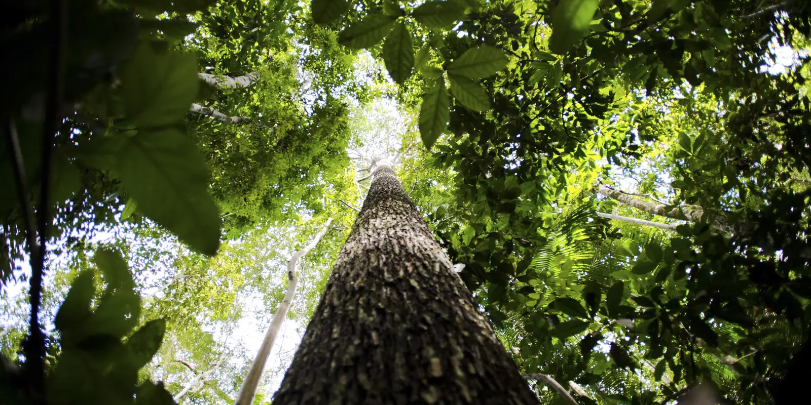 semana-da-amazonia-debate-desenvolvimento-rural-sustentavel