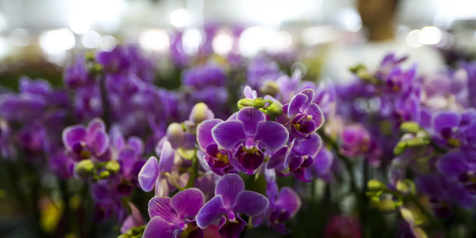 primavera-comeca-hoje-(22),-com-a-chegada-de-frente-fria