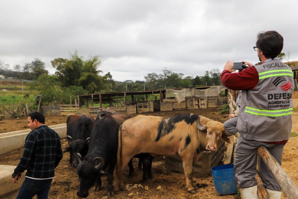 bufalos-flagrados-nadando-no-rio-pinheiros-sao-transferidos-para-haras-em-suzano-(sp)