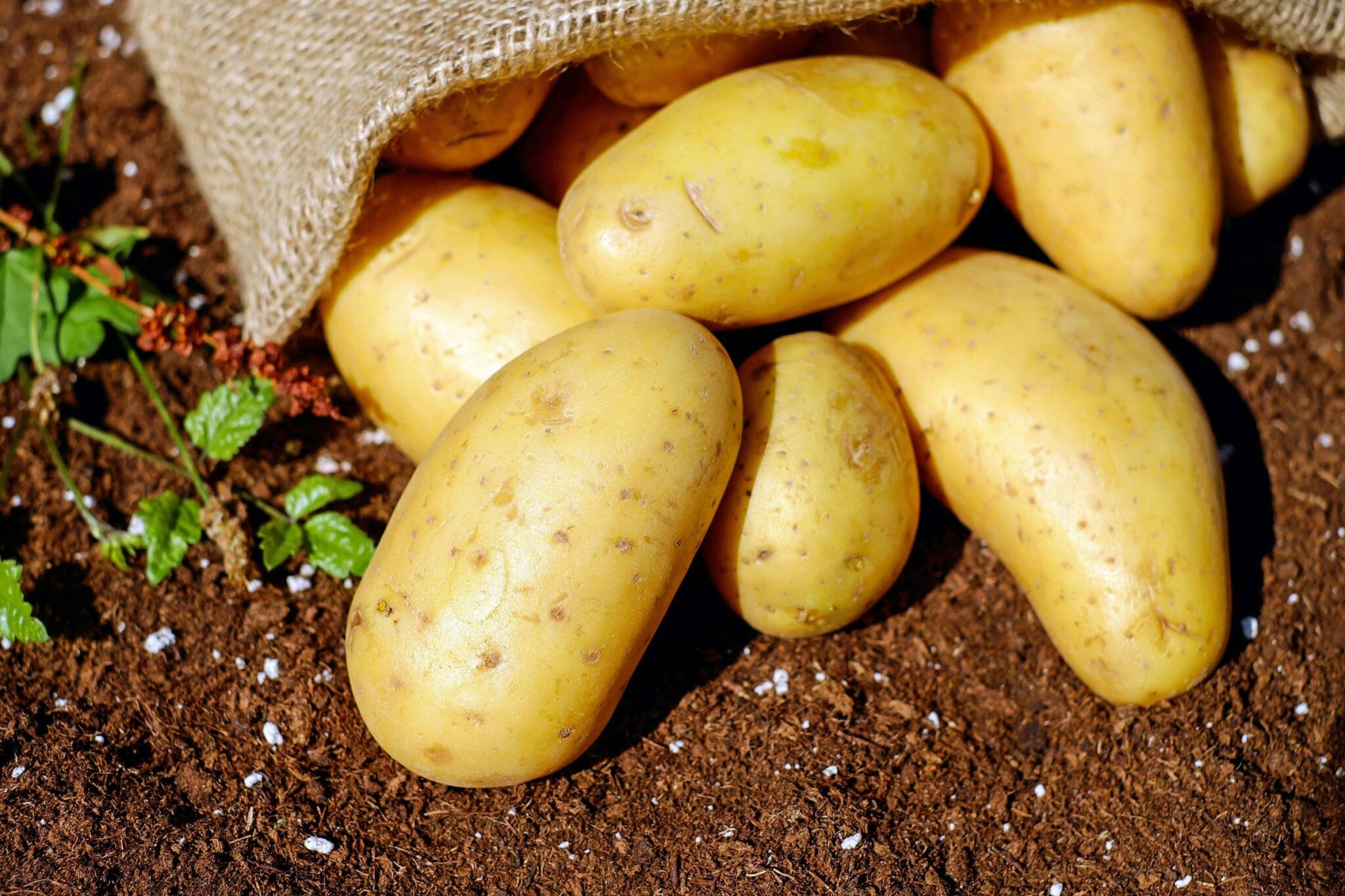 como-o-modo-de-preparo-da-batata-influencia-nos-beneficios-a-saude