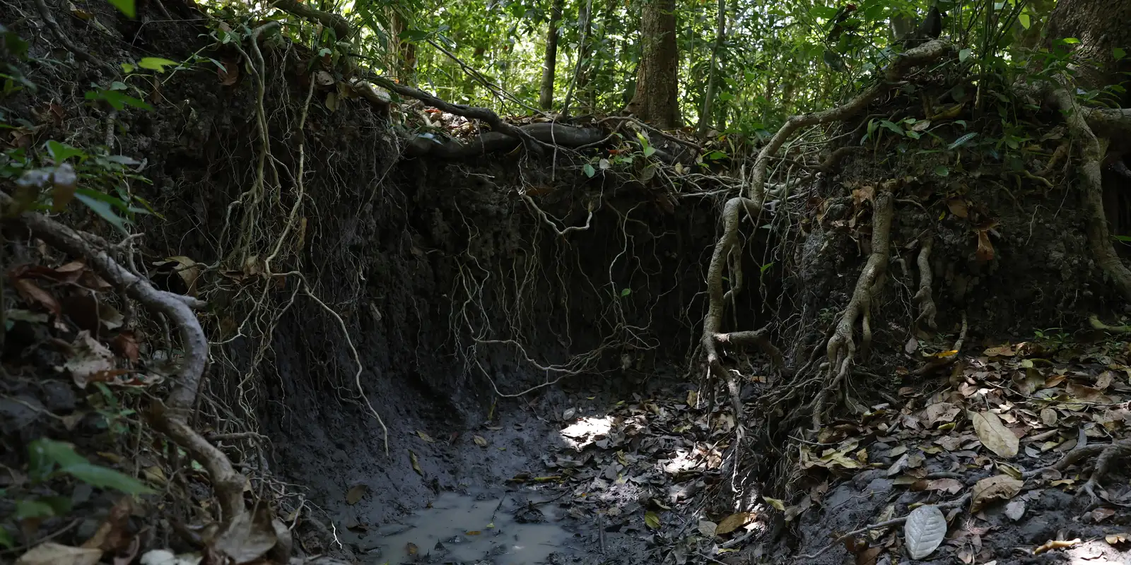 brasil-tem-mais-de-37-bilhoes-de-toneladas-de-carbono-organico-no-solo