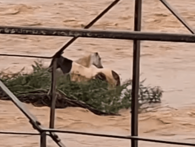 video:-cavalos-ilhados-apos-cheia-de-rio-em-mg-sao-resgatados-por-moradores