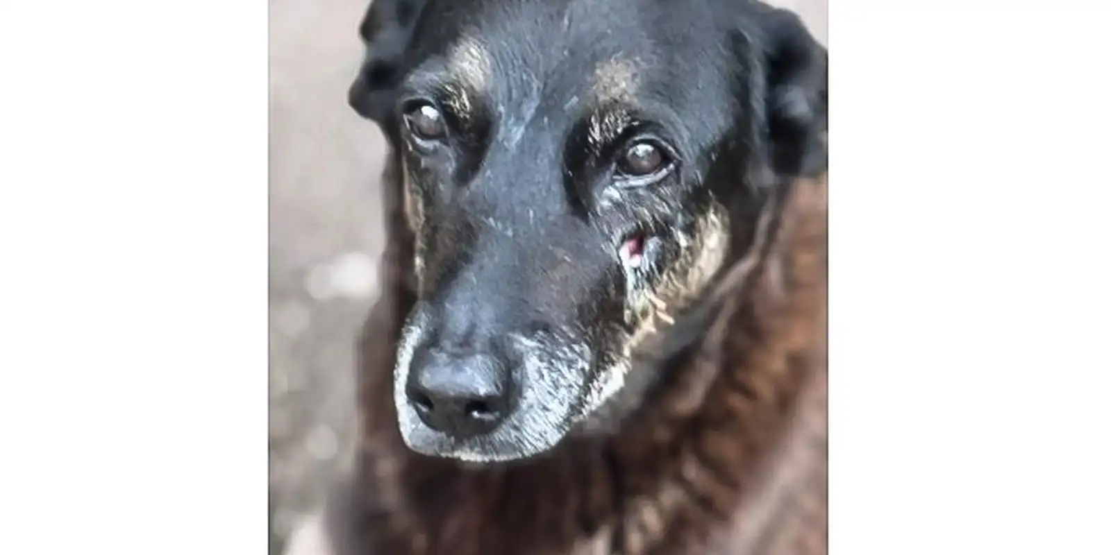 hospital-veterinario-municipal-passa-a-funcionar-24-horas-em-sao-paulo