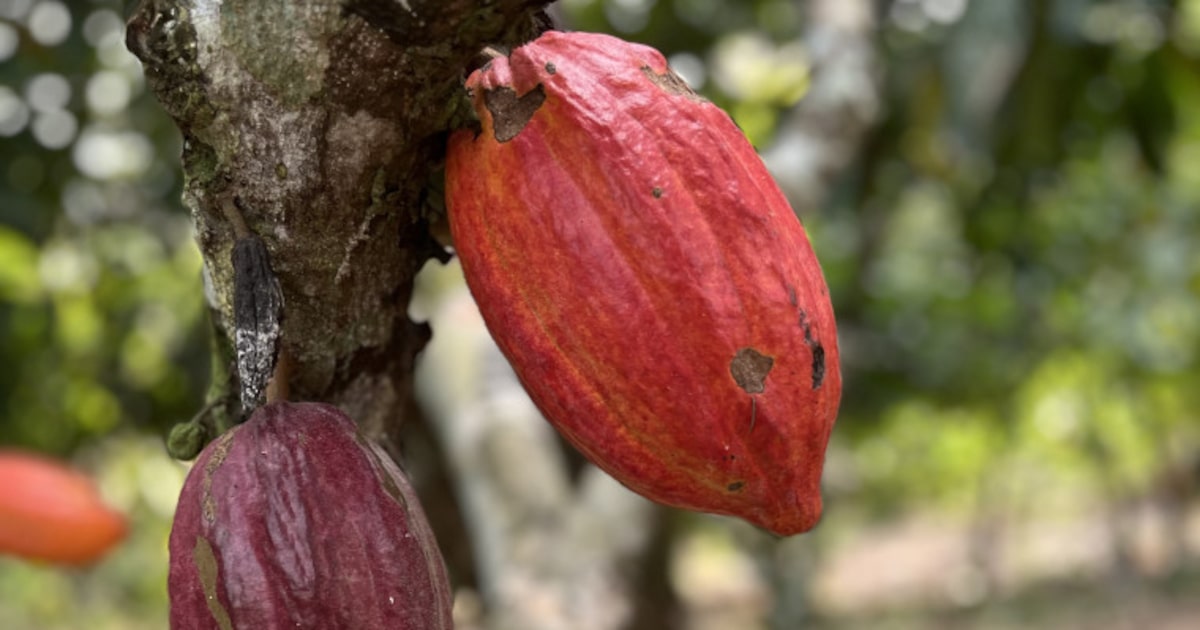 camara-aprova-projeto-que-impoe-porcentual-minimo-de-cacau-nos-chocolates