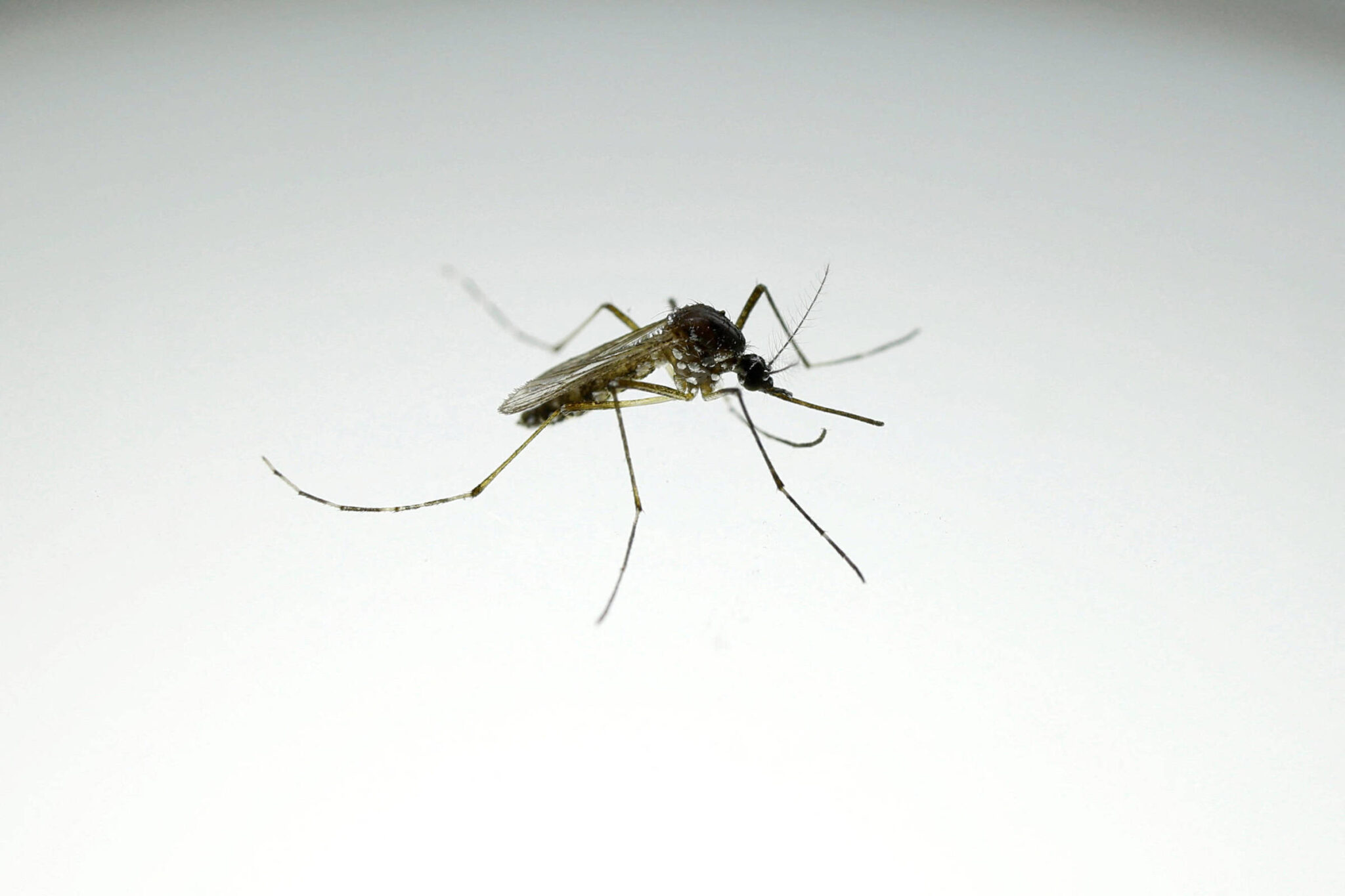el-nino-pode-elevar-casos-de-dengue-no-brasil,-com-pior-cenario-no-sul-e-no-sudeste