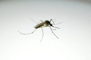 el-nino-pode-elevar-casos-de-dengue-no-brasil,-com-pior-cenario-no-sul-e-no-sudeste