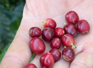 china-habilita-183-empresas-brasileiras-a-exportar-cafe-para-o-pais