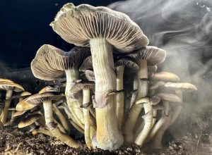 alem-do-cerebro:-como-os-psicodelicos-estao-redefinindo-a-neurociencia