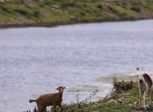 aguas-do-rio-sao-francisco-chegam-ao-rio-grande-do-norte