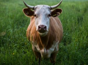 os-eua-e-o-notavel-avanco-da-carne-brasileira