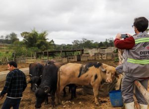 bufalos-flagrados-nadando-no-rio-pinheiros-sao-transferidos-para-haras-em-suzano-(sp)