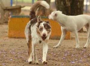 mais-de-300-pets-estarao-disponiveis-para-adocao-em-evento-em-sp