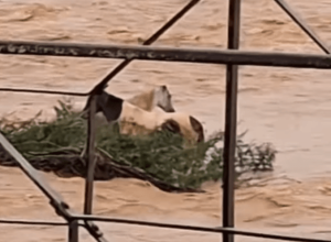 video:-cavalos-ilhados-apos-cheia-de-rio-em-mg-sao-resgatados-por-moradores