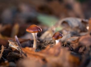 experiencias-misticas-com-psicodelicos-realmente-trazem-beneficios-para-a-saude-mental?