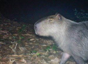 capivara-espancada,-na-ilha-do-governador,-corre-risco-de-ficar-cega