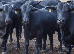 cmn-reduz-juros-de-financiamentos-a-cooperativas-rurais-pelo-pronaf