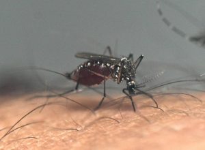 dourados,-em-mato-grosso-do-sul,-concentra-42%-das-mortes-por-chikungunya-do-pais