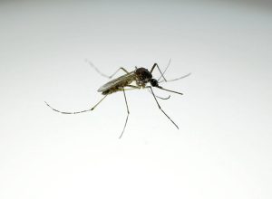 el-nino-pode-elevar-casos-de-dengue-no-brasil,-com-pior-cenario-no-sul-e-no-sudeste