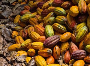 ate-o-preco-de-seu-chocolate-pode-sofrer-com-el-nino