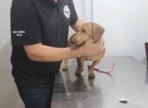video:-professora-universitaria-e-presa-por-agredir-cachorro-no-rio