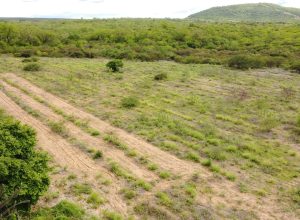 agroecologia-e-‘recaatingamento’-transformam-paisagem-e-vida-de-familias-no-sertao